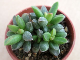 Adromischus marianiae 'Tanqua' DT 6365   - Pot  5 cm