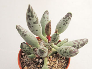 Adromischus cooperi 'Silver Tubes'   - Pot  5 cm