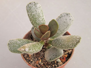 Adromischus 'Hummel's White'   - Pot  5 cm