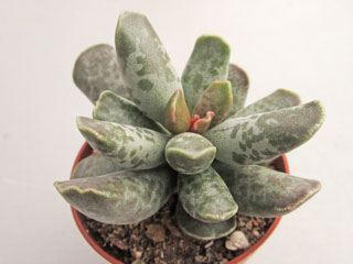 Adromischus cooperi 'Fugnu Noko'   - Pot  5 cm