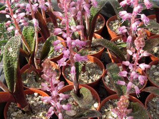 Lachenalia pustulata   - Pot  5 cm