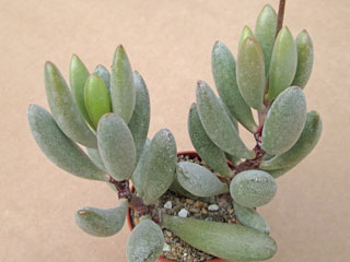 Adromischus alstonii PAB 445   - Pot  5 cm