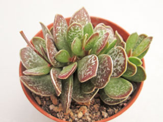 Adromischus trigynus 2   - Pot  5 cm