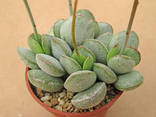 Adromischus alstonii SB (forme compacte)   - Pot  5 cm