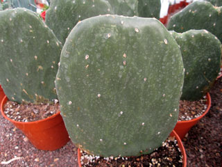 Opuntia undulata     - Pot 14 cm