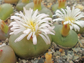 Ophthalmophyllum maughanii var. latum   - Pot  5 cm