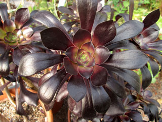 Aeonium 'Voodoo'   - Pot 10 cm