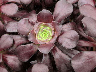 Aeonium 'Cyclops'   - Pot 10 cm