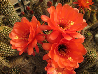 Echinopsis 'Titan Rouge'   - Pot 12 cm