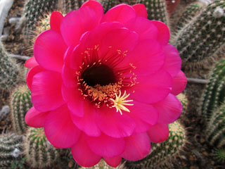 Echinopsis 'Titan Pourpre'   - Pot 12 cm