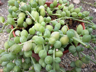 Senecio herreanus   - Pot  6 cm