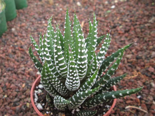 Haworthia coarctata 'Big Joe'   - Pot  6 cm