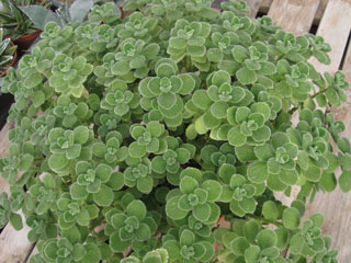 Plectranthus amboinicus   - Pot 10 cm