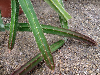 Selenicereus chontalensis  (Deamia chontalensis)   - Pot  8 cm