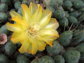 Maihueniopsis glomerata   (Tephrocactus glomeratus)   - Pot  5 cm