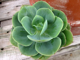 Echeveria 'Peach Pride'   - Pot 10 cm