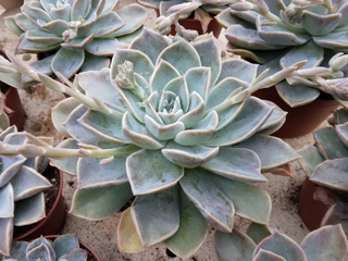 Graptoveria 'Fantôme'   - Pot  6 cm