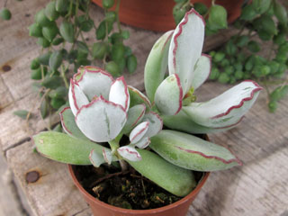 Cotyledon papillaris   - Pot  5 cm