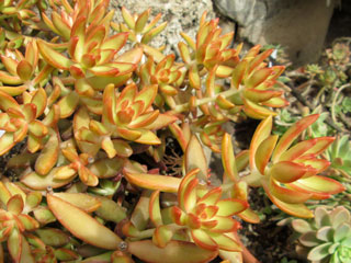 Sedum adolphi 'Firestorm'   - Pot  6 cm