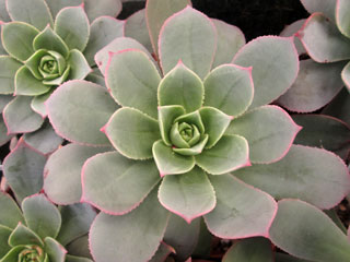 Aeonium percarneum   - Pot 10 cm