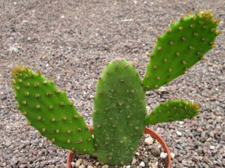 Opuntia schickendantzii     - Pot  8 cm