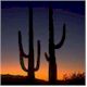 Saguaro