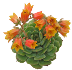 Echeveria