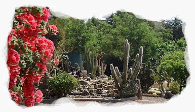 Jardin de cactus