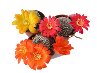 Rebutia marsoneri