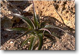 Dyckia minarum