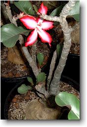 Adenium obesum 'Multiflorum' 