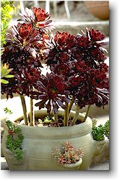 Aeonium arboreum var. atropurpureum