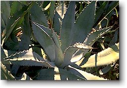 Agave mapisaga