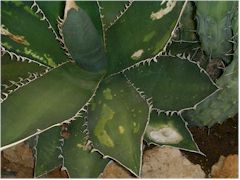 Agave titanota brulé par le soleil