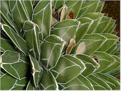 Agave victoria-reginae brulé par le soleil