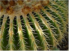 Echinocactus grusonii brûlé par le soleil