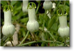 Ceropegia ampliata