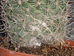 Cochenilles farineuses sur Mammillaria grahamii