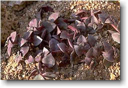 Crassula marginalis 'Rubra'