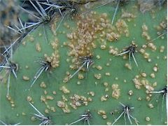 Maladie non identifiée sur Opuntia pilifera