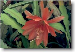 Epiphyllum hybride