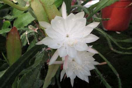 Epiphyllum pumilum