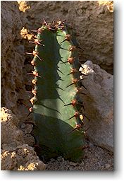 Euphorbia ammak