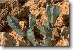 Euphorbia caerulescens