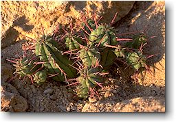 Euphorbia ferox