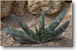 Gasteria bicolor