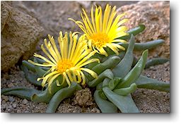 Glottiphyllum nelii