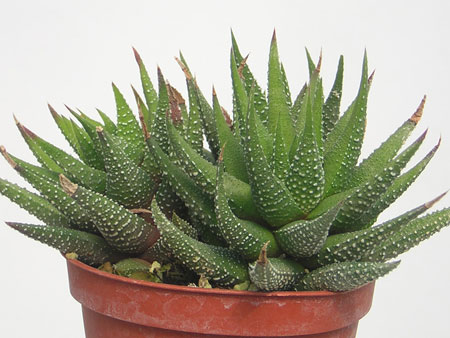 Haworthia attenuata