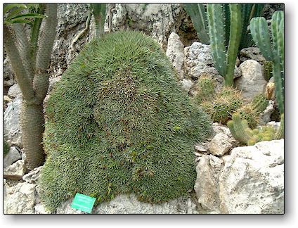 Abromeitiella brevifolia, Jardin Exotique de Monaco