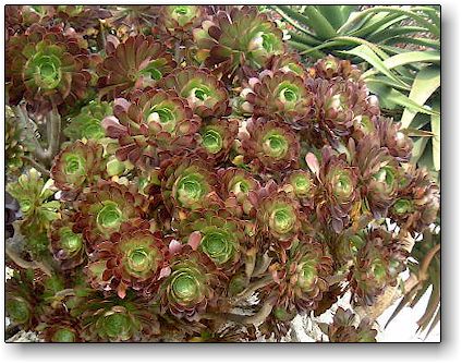 Aeonium arboreum Atropurpureum, Jardin Exotique de Monaco